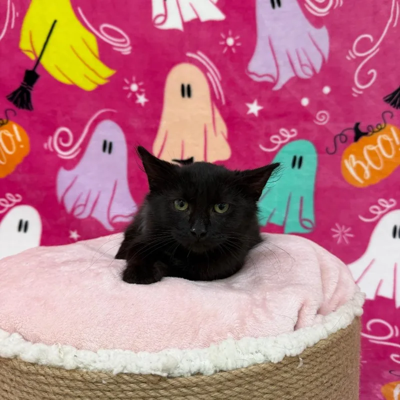 A baby small-sized female Black Domestic Short Hair cat named Summer for adoption in Deerfield, IL