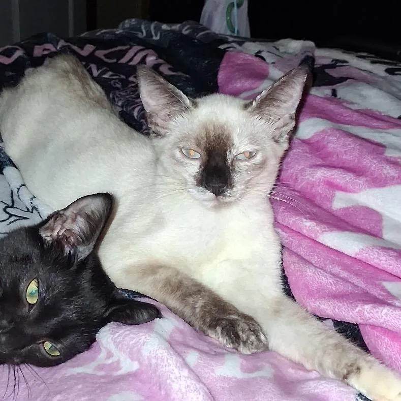 A baby small-sized female Siamese cat named Simi for adoption in mount vernon, AR