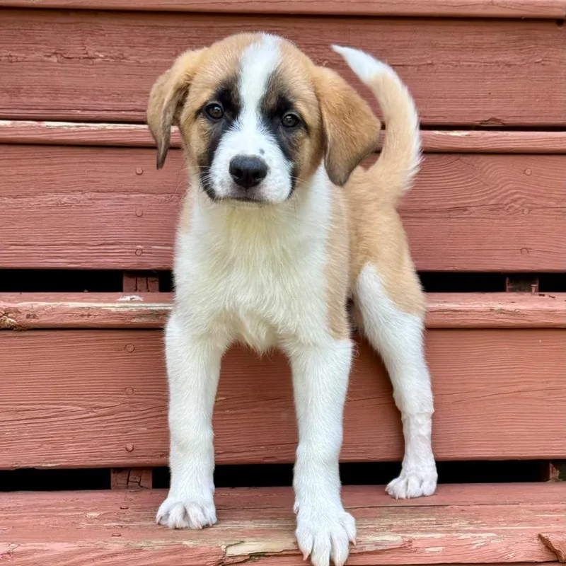 A baby medium-sized female White / Cream Hound dog named Dawn for adoption in La Grange, KY