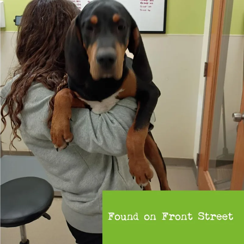 A baby medium-sized male Black Coonhound dog named Brisket for adoption in Lynchburg, VA