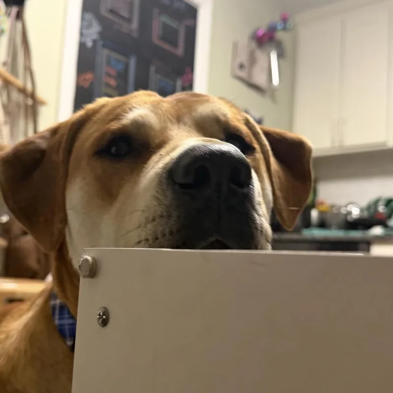 Phoenix Cl thumbnail 2