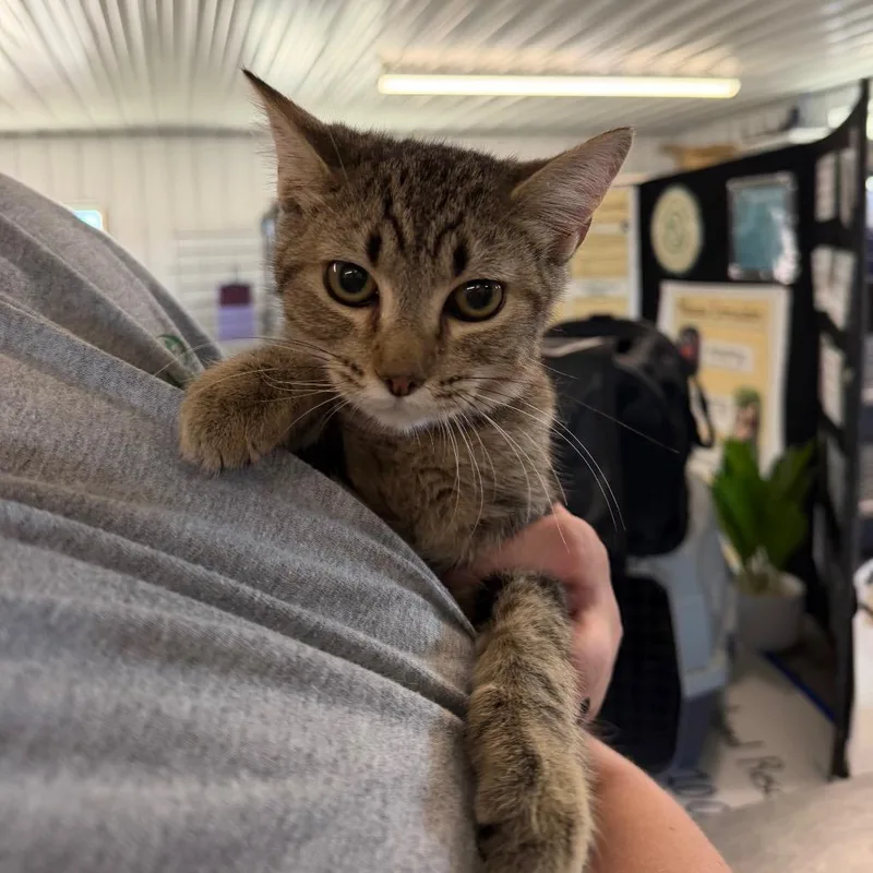 A baby medium-sized male Brown / Chocolate Domestic Short Hair cat named Oatmeal for adoption in Spanish Fork, UT
