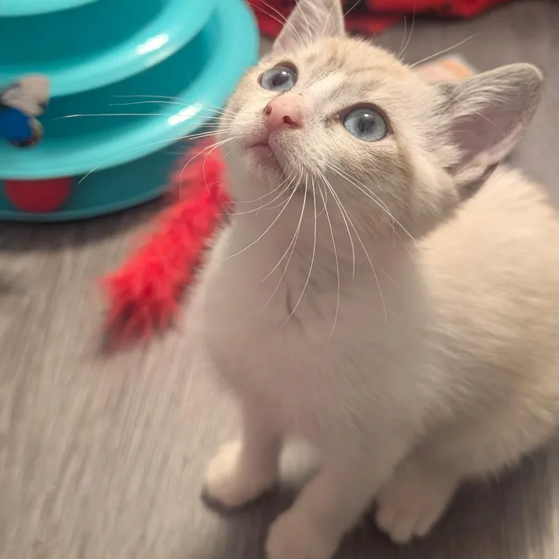 A baby small-sized female Cream / Ivory Siamese cat named Mirabel for adoption in Gainesville, GA