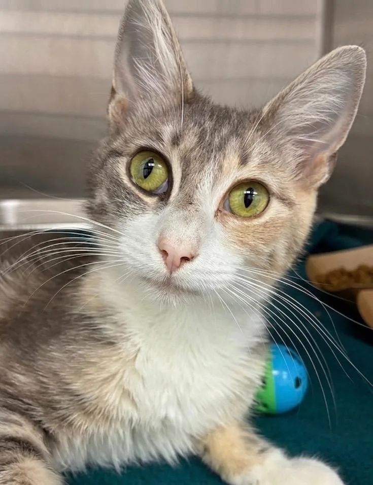 A young medium-sized female Domestic Short Hair cat named Heaven for adoption in Hartsville, SC
