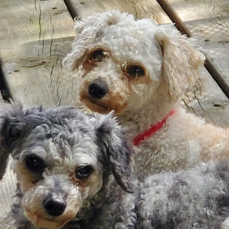 An adult small-sized female White / Cream Miniature Poodle dog named Bella for adoption in Rochester, MN