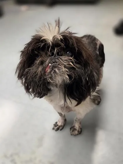 A senior small-sized male Shih Tzu dog named Roy for adoption in Westland, MI