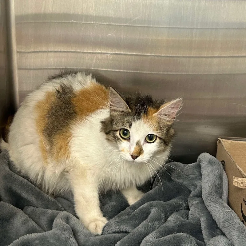 A young medium-sized female Domestic Long Hair cat named Laurel for adoption in Bastrop, TX