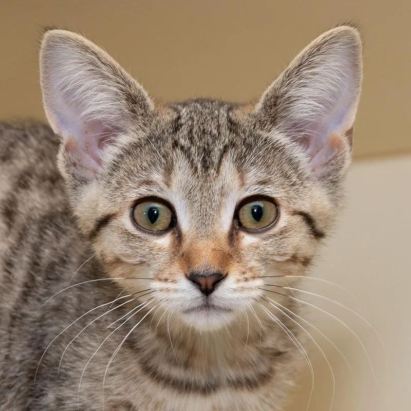 A baby small-sized female Domestic Short Hair cat named Basil for adoption in Troy, OH
