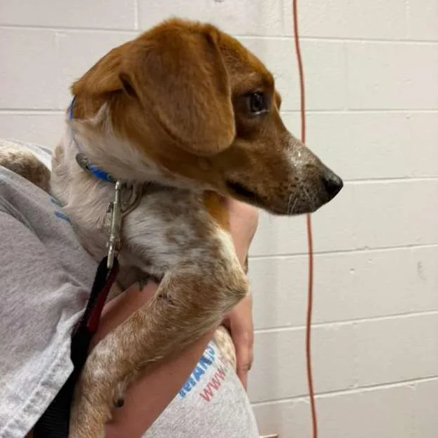 An adult medium-sized male Red / Chestnut / Orange Mixed Breed dog named Ranger for adoption in Gadsden, AL