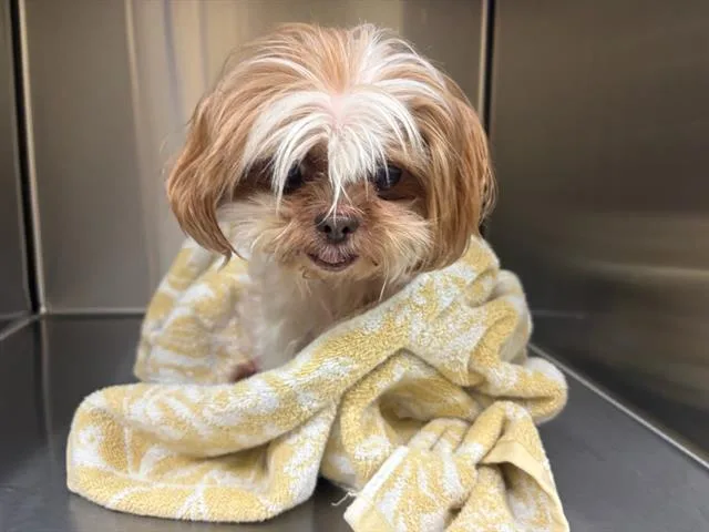 A senior small-sized female Shih Tzu dog named Praline for adoption in Tustin, CA