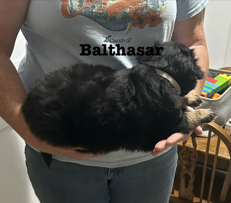 A baby small-sized male Australian Shepherd dog named Balthasar for adoption in Knoxville, TN