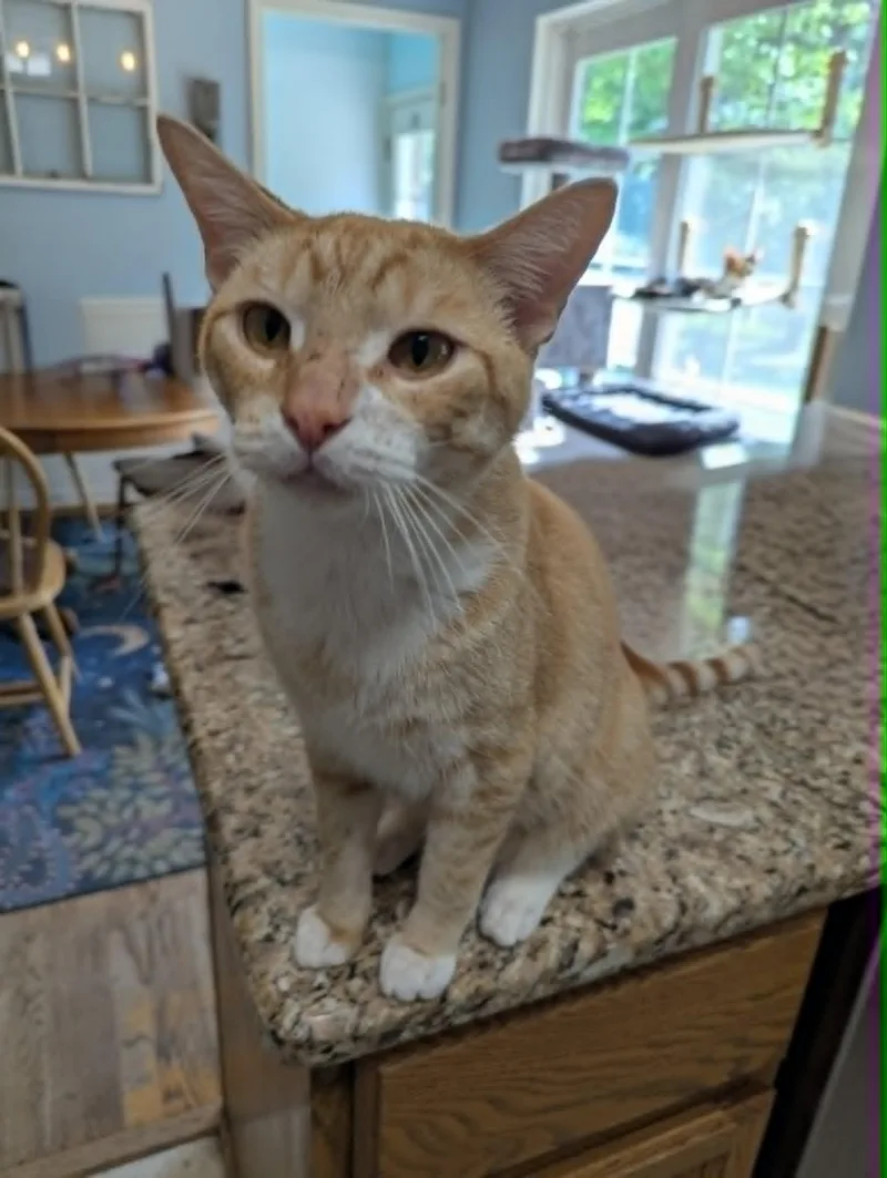 A young large-sized male Domestic Short Hair cat named Pinto Bean for adoption in New Baltimore, MI