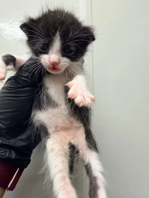 A baby small-sized male Domestic Short Hair cat named Miny for adoption in Ontario, CA