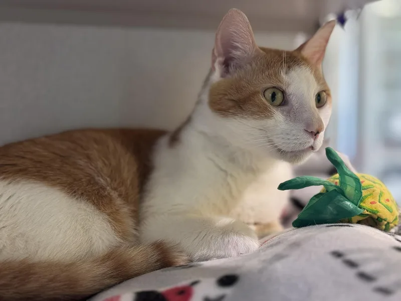 A senior medium-sized male Domestic Short Hair cat named Ollie for adoption in Iowa City, IA