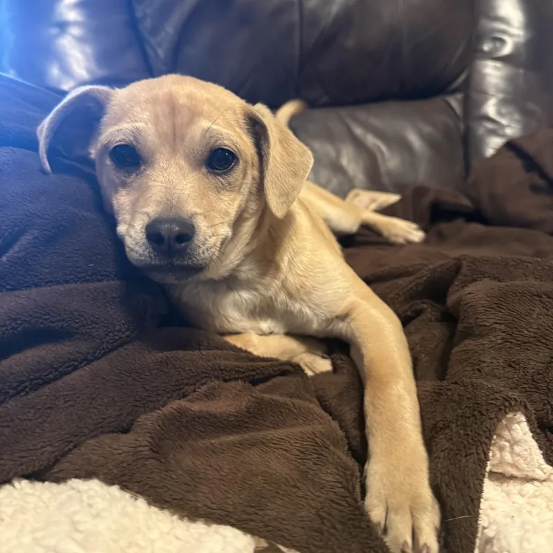 Scrunchy thumbnail 3