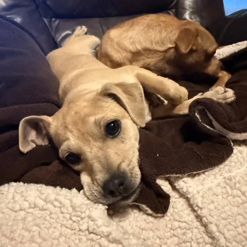 Scrunchy thumbnail 4