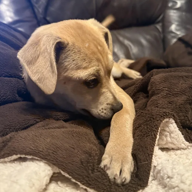 Scrunchy thumbnail 5