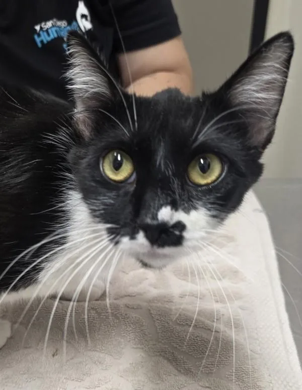 A young small-sized female Domestic Short Hair cat named Zelda for adoption in El Cajon, CA
