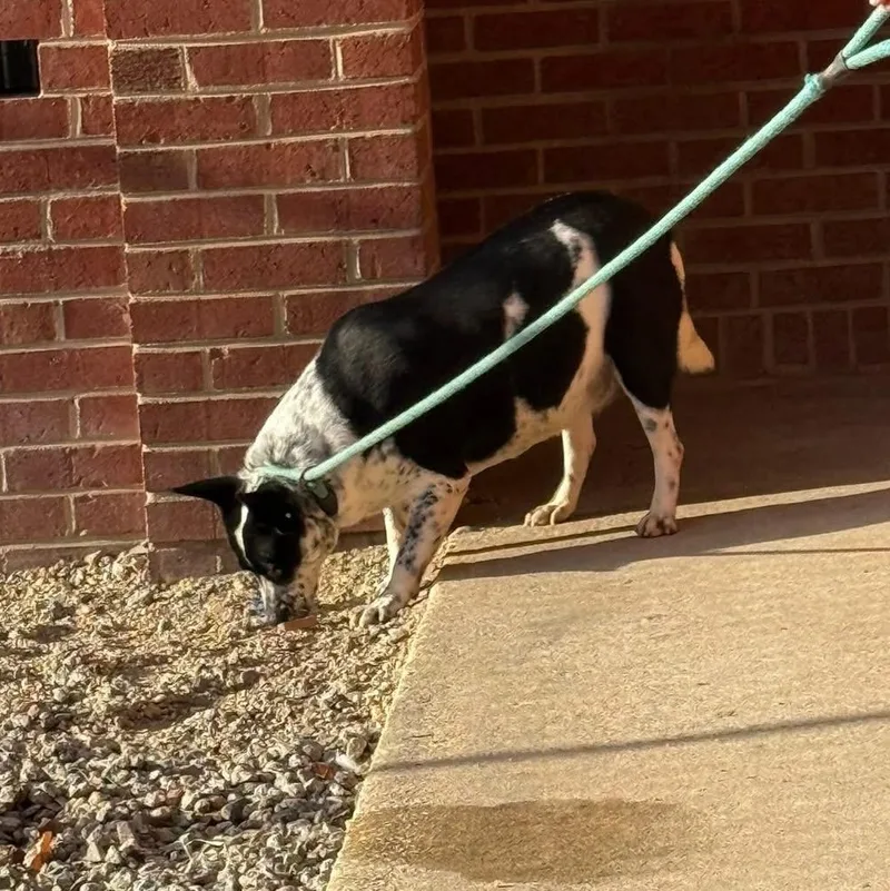 Fantasia thumbnail 3