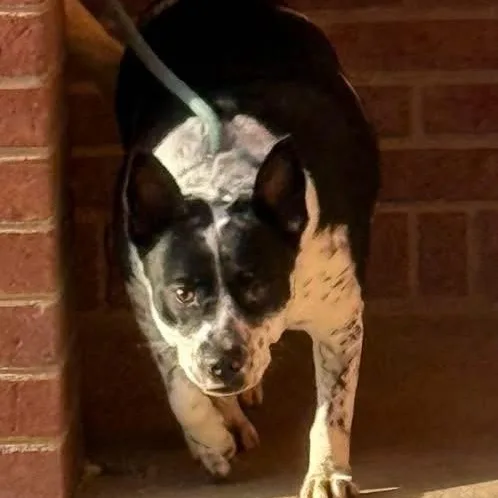 Fantasia thumbnail 4