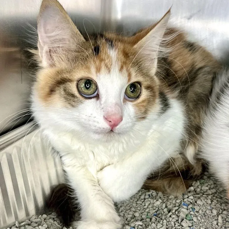 A baby small-sized female Torbie Domestic Medium Hair cat named Matty for adoption in Matteson, IL