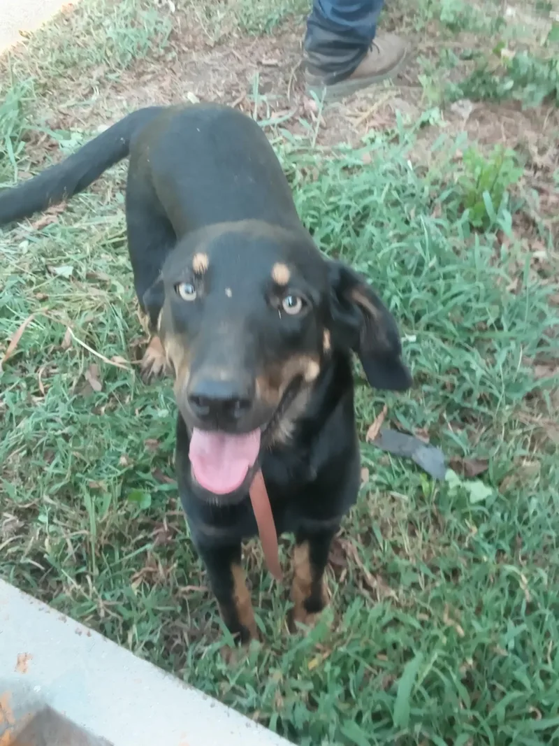 A young medium-sized female Hound dog named Jordan for adoption in Zimmerman, MN