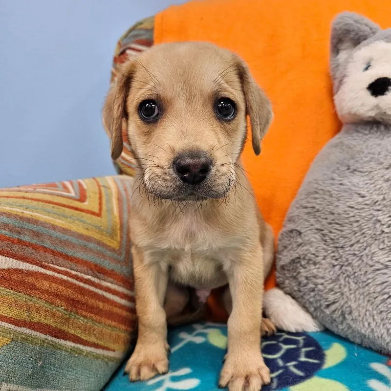 A baby medium-sized male Yellow / Tan / Blond / Fawn Mixed Breed dog named Sevier for adoption in Huntsville, AL