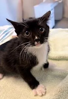 A baby medium-sized female Black & White / Tuxedo Domestic Short Hair cat named Michonne for adoption in Winter Haven, FL