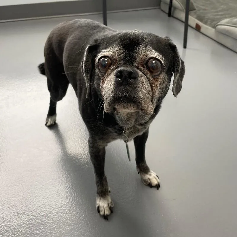 A senior small-sized male Pug dog named Faye for adoption in Roanoke, VA