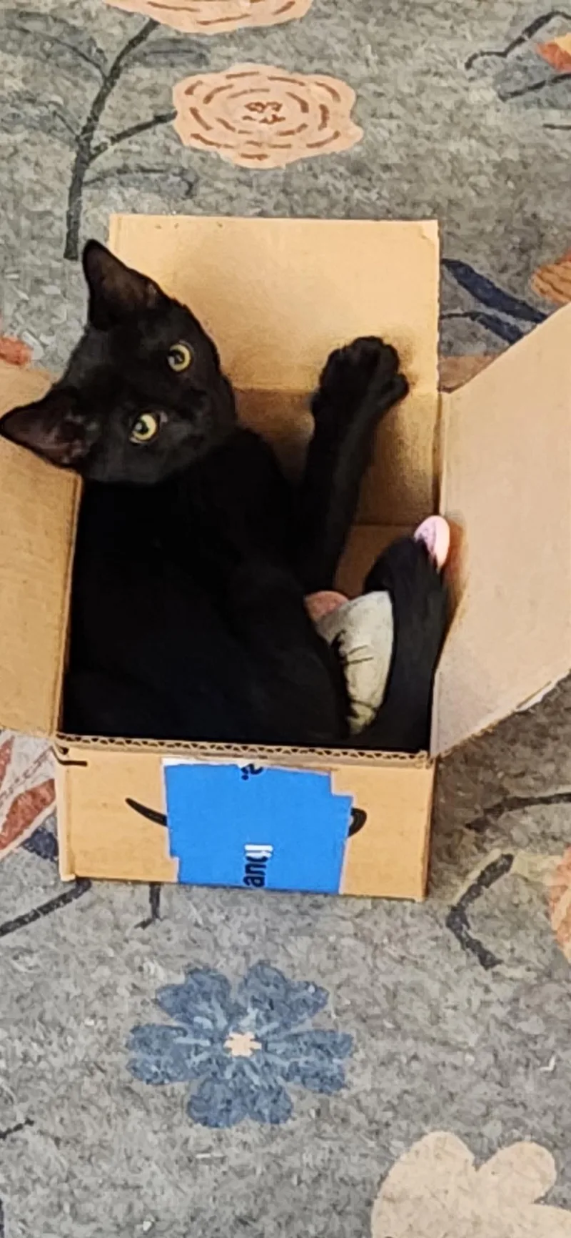 A baby medium-sized male Black Domestic Short Hair cat named Gravy for adoption in Linden, NJ