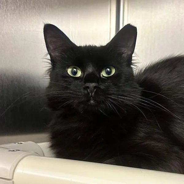 A young small-sized female Domestic Medium Hair cat named Caret for adoption in Walnut Creek, CA