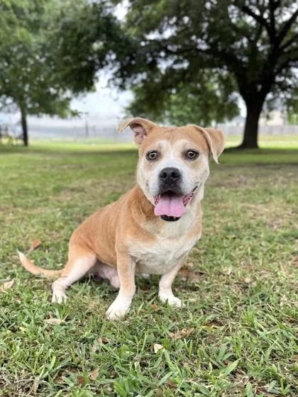 An adult medium-sized male Mixed Breed dog named Lafayette for adoption in Houston, TX