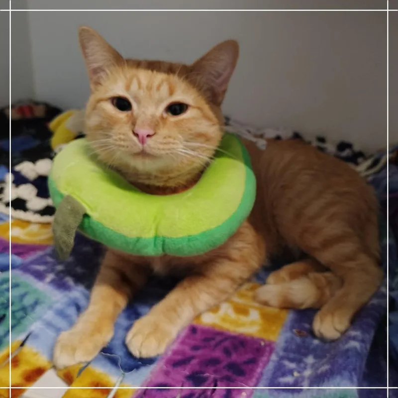 A young medium-sized male Orange / Red Domestic Short Hair cat named Wildfire for adoption in Dearborn, MI