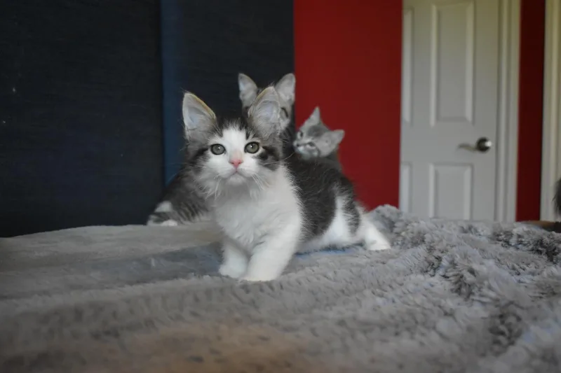 A baby medium-sized male Gray & White Domestic Long Hair cat named Julius for adoption in Hartville, OH
