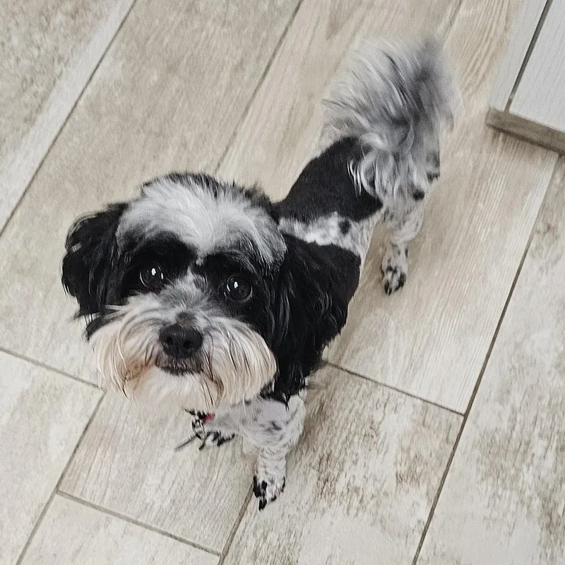 Bailey