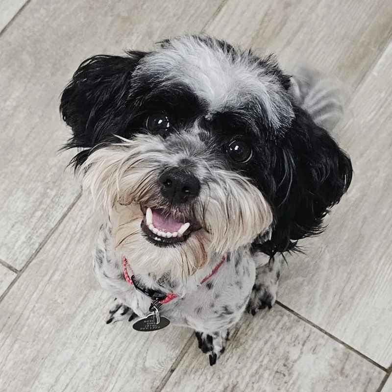 Bailey thumbnail 3