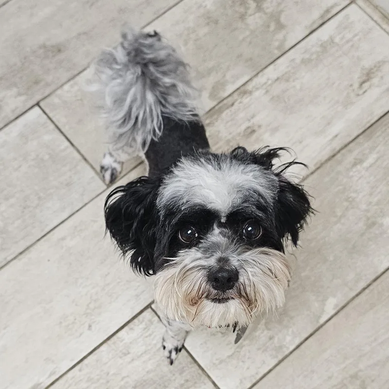 Bailey thumbnail 5