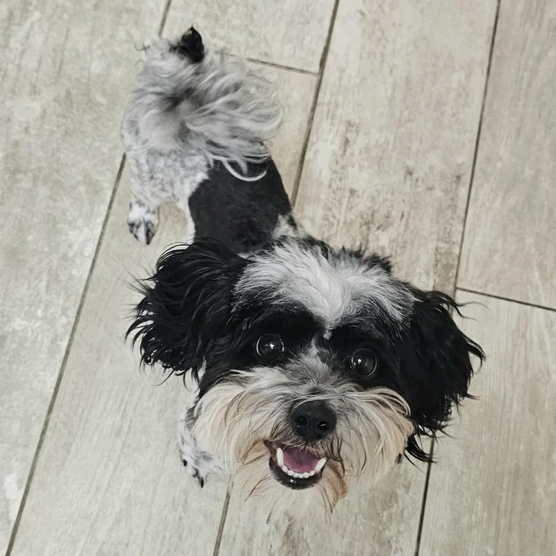 Bailey thumbnail 6