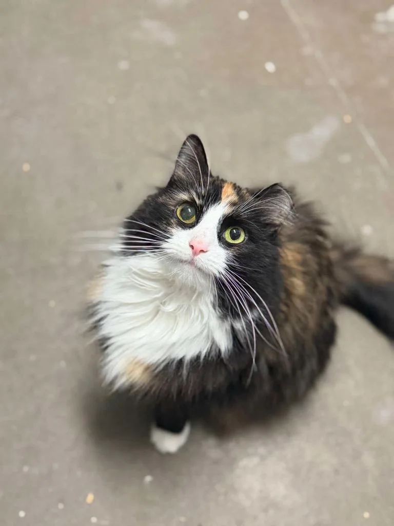 An adult large-sized female Domestic Medium Hair cat named Sissy Girl for adoption in Pottsville, PA