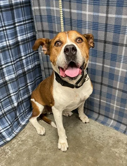 Mojo