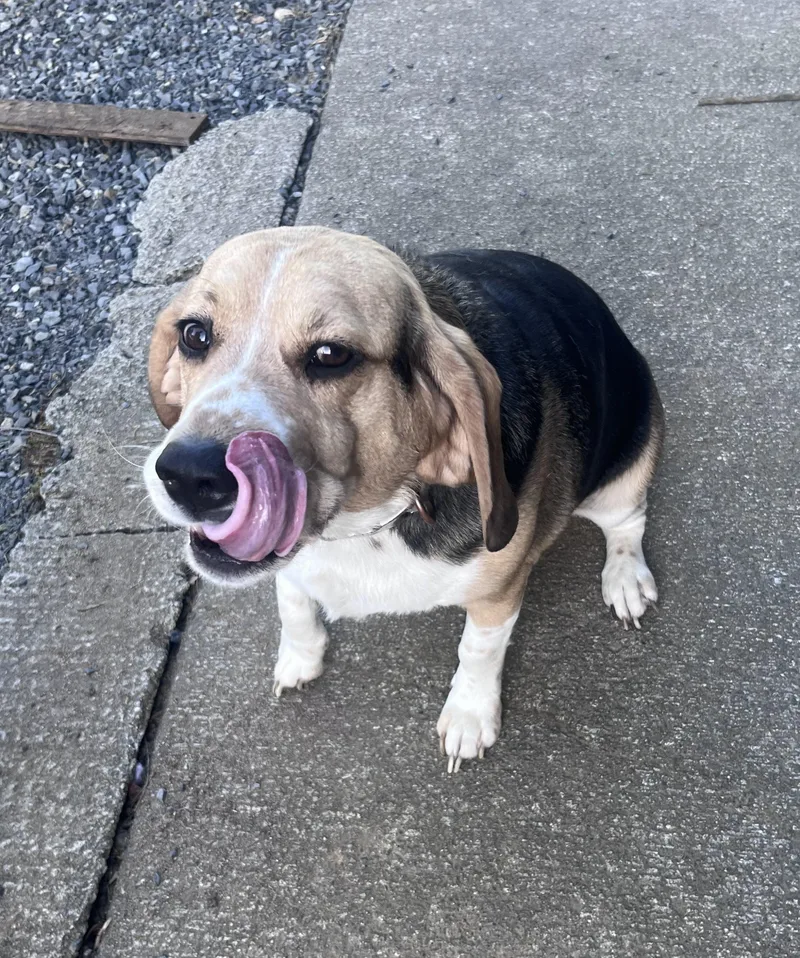 A baby medium-sized male Tricolor (Brown, Black, & White) Beagle dog named Bowzer for adoption in Kent, WA