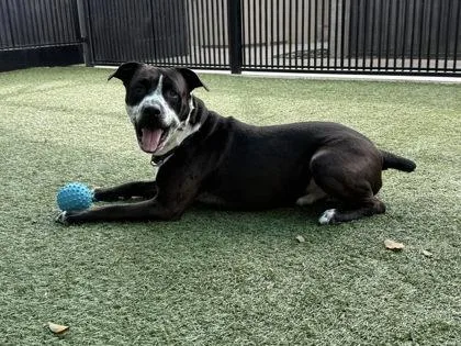 An adult large-sized male Mastiff dog named Bocephus for adoption in Roseville, CA