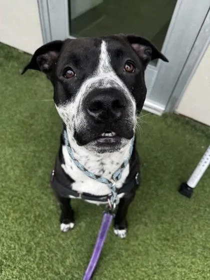 Bocephus thumbnail 2