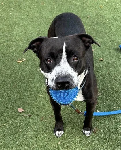 Bocephus thumbnail 3