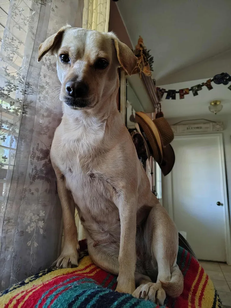 Honey Bear thumbnail 2