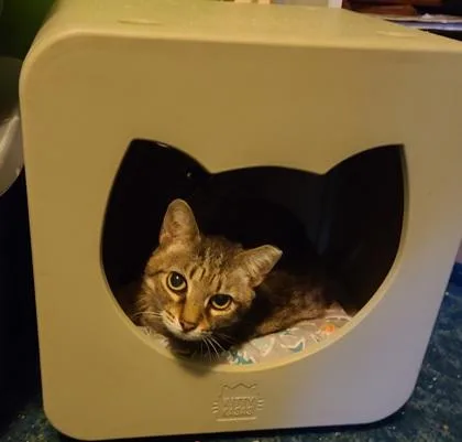 Snickers thumbnail 2