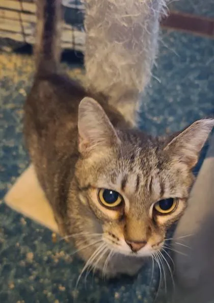 Snickers thumbnail 3