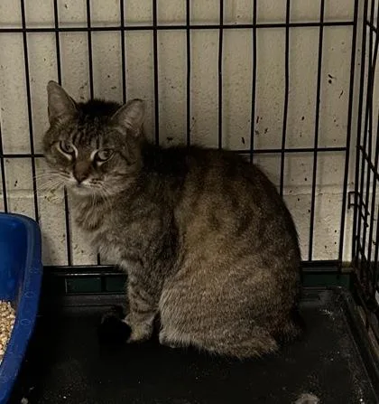 Snickers thumbnail 6