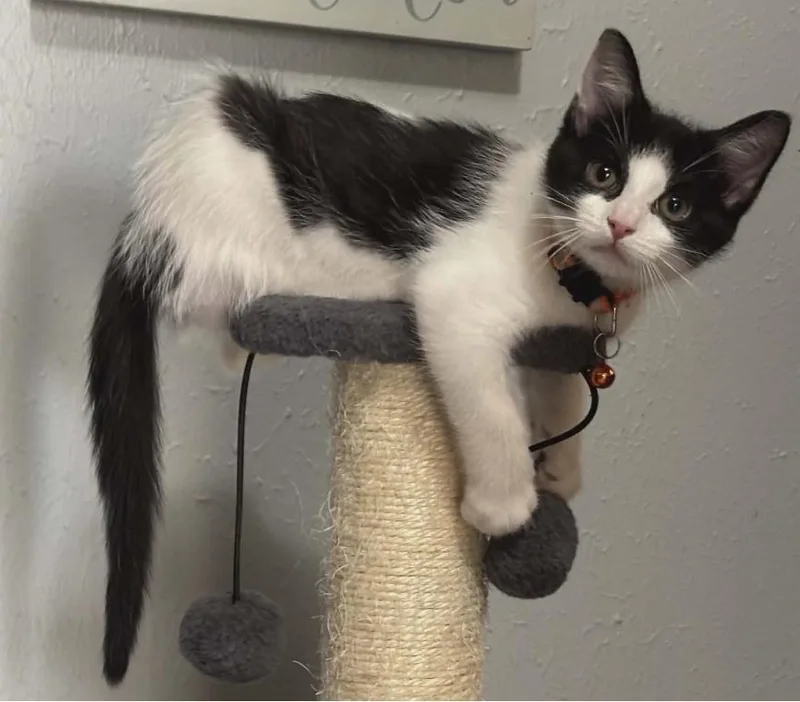 A baby medium-sized female Black & White / Tuxedo Domestic Short Hair cat named Jessica for adoption in Warr Acres, OK