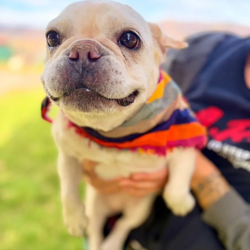 Marley Jane thumbnail 3